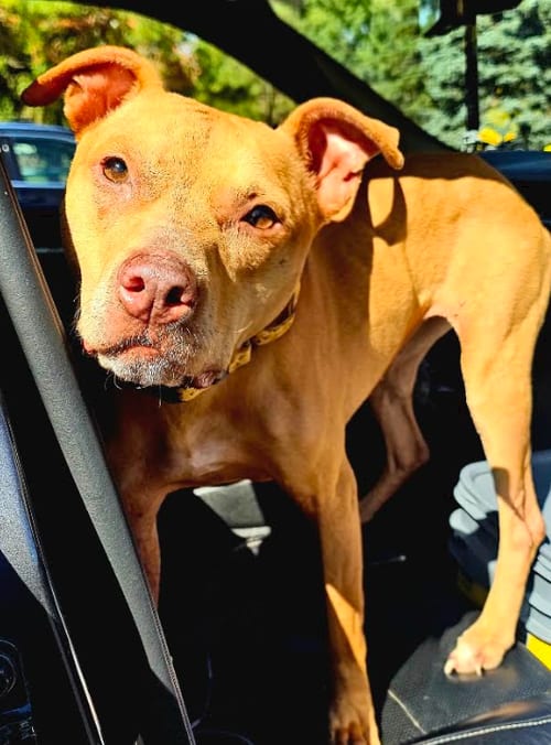 Photo of Koa, adoptable American Pit Bull Terrier in Brooklyn Center, Minnesota