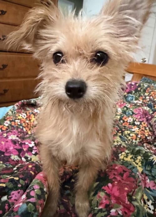 Photo of Ria in TX, adoptable Yorkshire Terrier Yorkie in Cranston, Rhode Island