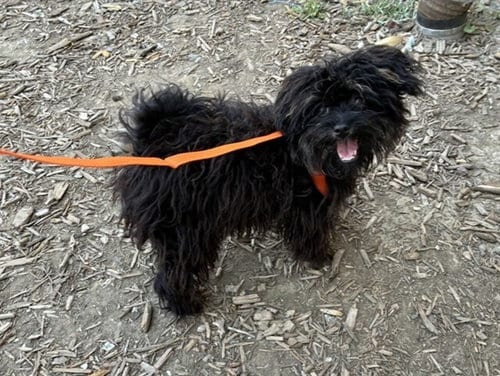 Photo of Gundi, adoptable Poodle (Miniature) in Pacifica, California
