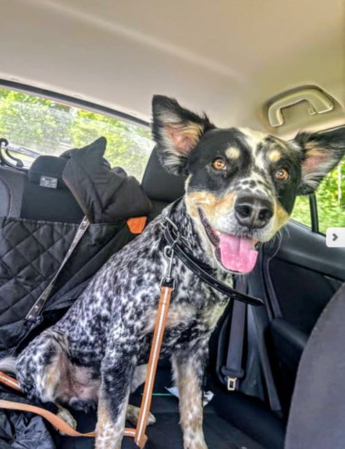Photo of Beau, adoptable Australian Cattle Dog/Blue Heeler in Livonia, Michigan