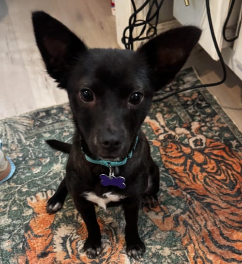 Photo of Chilala, adoptable Chihuahua in Brooklyn Center, Minnesota