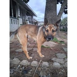 Photo of Hermione, adoptable German Shepherd Dog in Baton Rouge, Louisiana