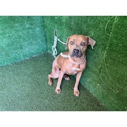 Photo of Lottie, adoptable American Pit Bull Terrier in Lancaster, California