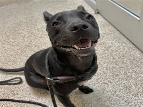 Photo of Gia, adoptable Pit Bull Terrier in Los Angeles, California