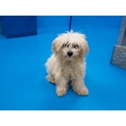 Photo of Phil, adoptable Maltese in Doral, Florida