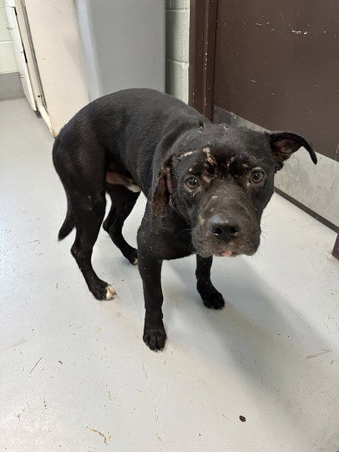 Photo of Donnie, adoptable American Pit Bull Terrier in Corpus Christi, Texas