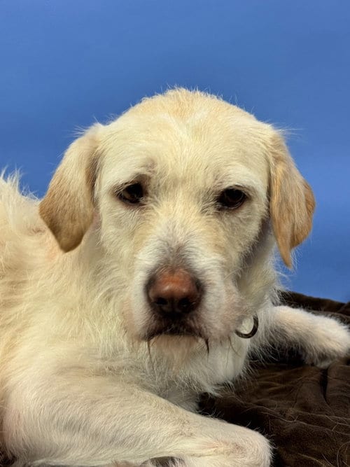 Photo of Luna, adoptable Labrador Retriever in Phoenix, Arizona