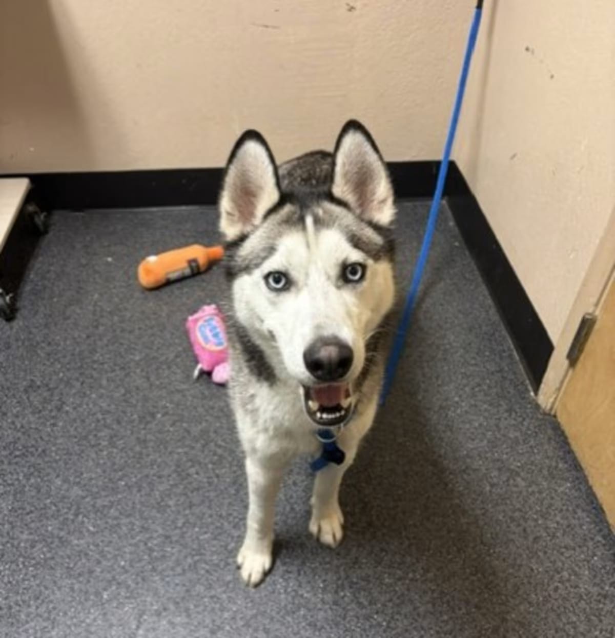 Photo of Hugo, adoptable Husky in Roseville, California