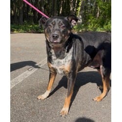 Photo of Swoop, adoptable Australian Cattle Dog in Georgetown, Delaware