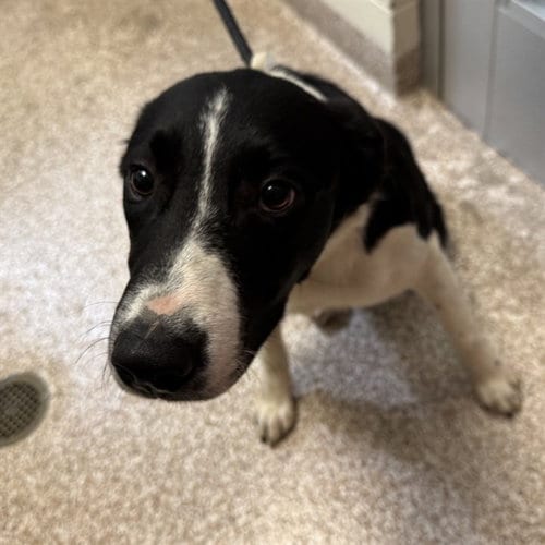 Photo of Oliver, adoptable Border Collie in Pueblo, Colorado