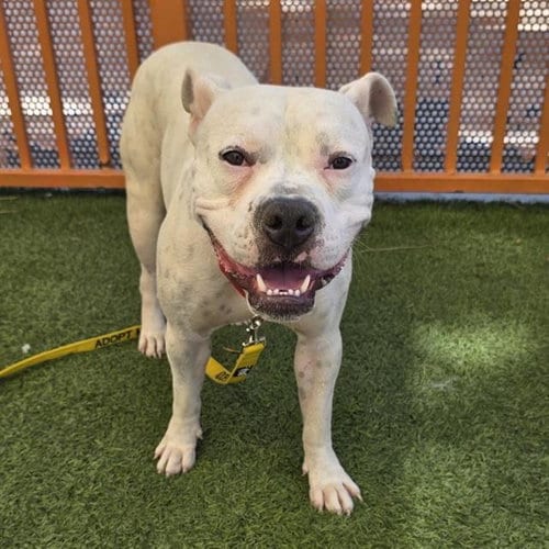 Photo of Hank, adoptable Pit Bull Terrier in Las Vegas, Nevada