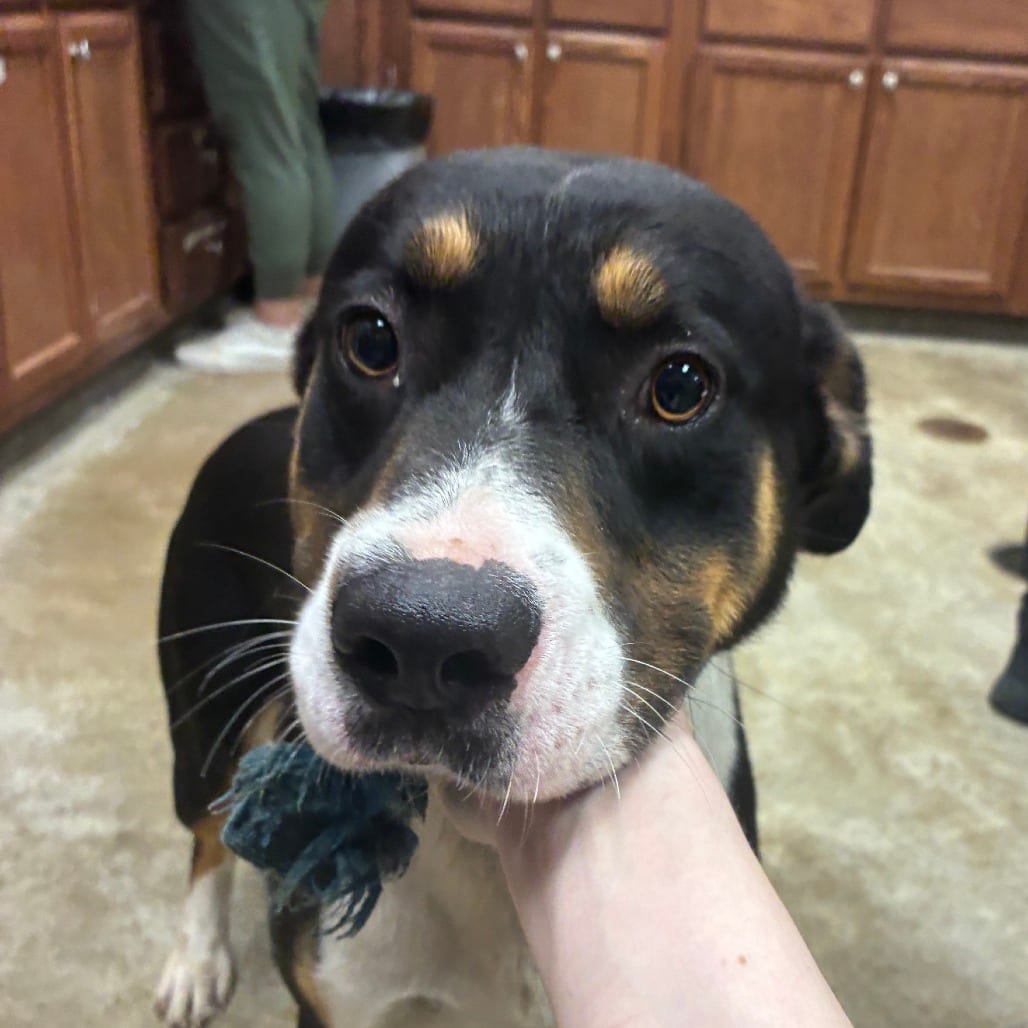 Photo of Copeland - 061504U, adoptable Terrier, American Pit Bull / Mix in Tupelo, Mississippi