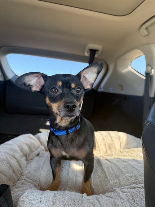 Photo of Mika, adoptable Dachshund in Shermans Dale, Pennsylvania