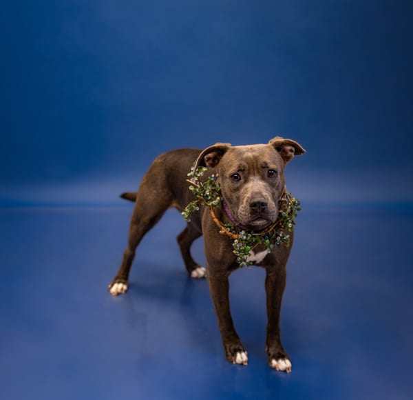 Photo of Talia, adoptable Pit Bull cross in Lawrenceville, Georgia