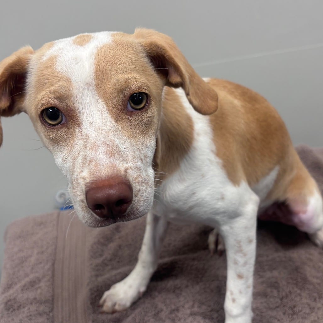 Photo of Lottie, adoptable Pointer in Spartanburg, South Carolina