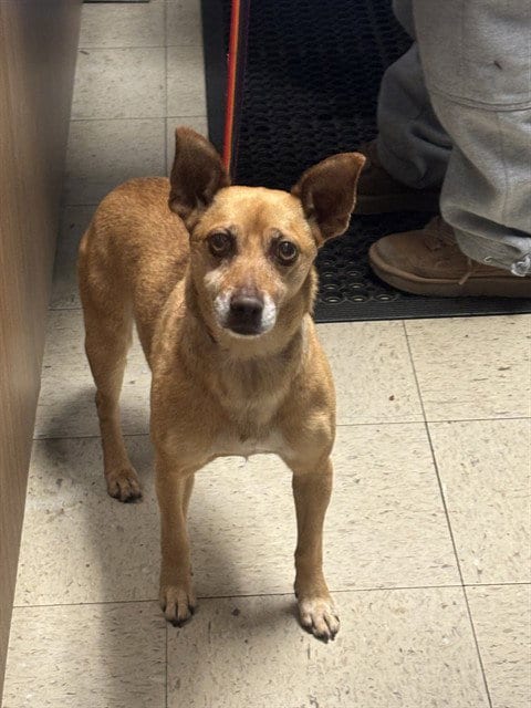 Photo of Leto, adoptable Chihuahua in Stockton, California