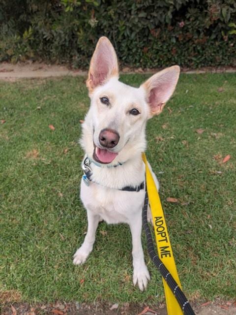 Photo of Doctor, adoptable German Shepherd Dog in Lompoc, California