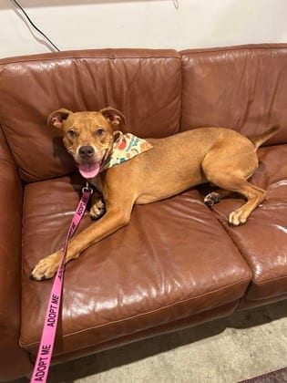 Photo of Meow, adoptable dog in Atlanta, Georgia