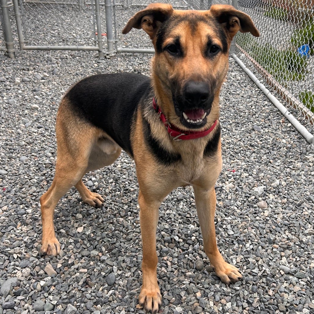 Photo of Archie, adoptable Shepherd, German in Port Angeles, Washington