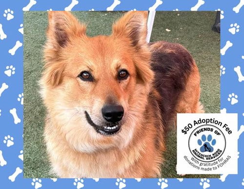 Photo of Jada, adoptable Australian Shepherd in Salinas, California