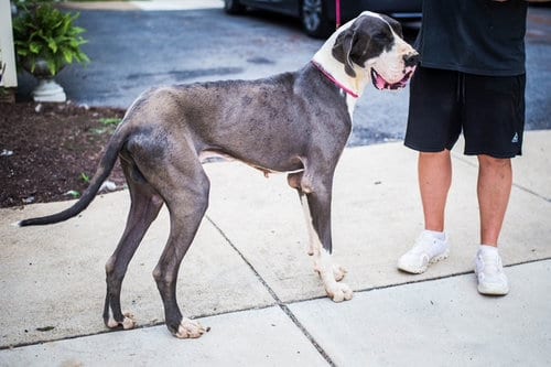 Photo of Gelo, adoptable Great Dane in Chambersburg, Pennsylvania