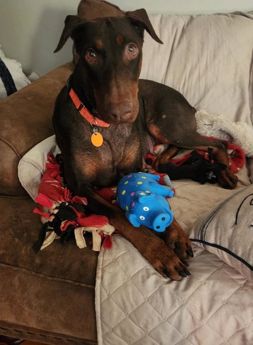 Photo of Freya, adoptable Doberman Pinscher in Minneaoplis, Minnesota