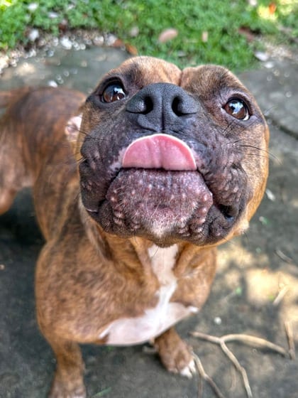 Photo of Tiger, adoptable Terrier in New Orleans, Louisiana