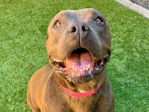 Photo of Kimmy, adoptable Pit Bull Terrier in Moreno Valley, California