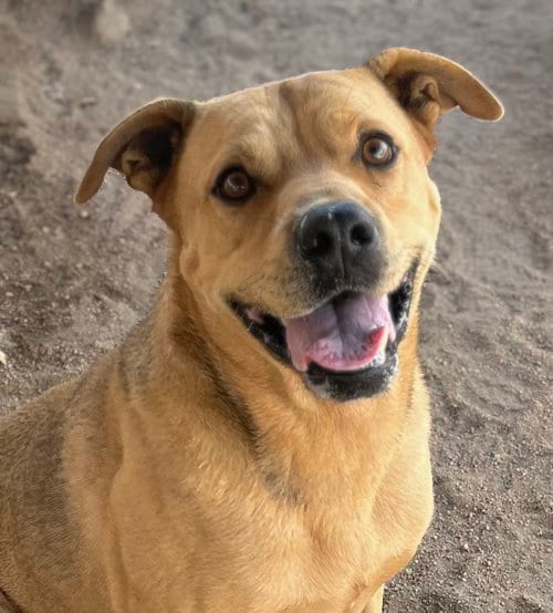 Photo of Teddy Bear, adoptable Mountain Cur in Lancaster, California