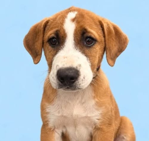 Photo of Chestnut, adoptable Hound in Brooklyn, New York