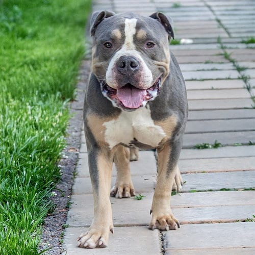 Photo of Chunk, adoptable American Bulldog in Maryland, Missouri