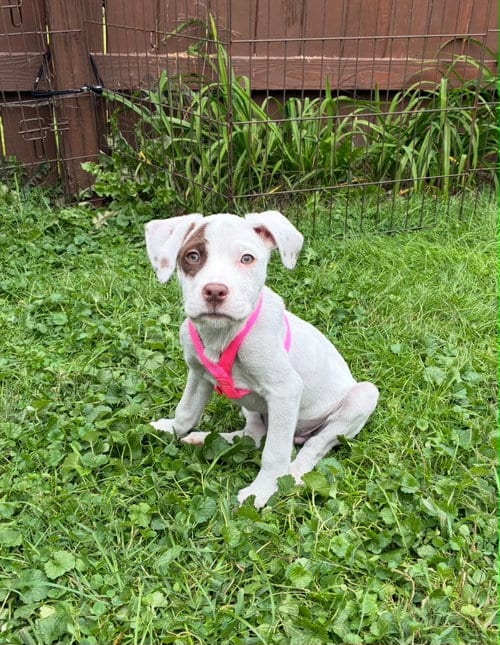 Photo of Puppy B (NY-Emily), adoptable Bulldog in SHERBURNE, New York