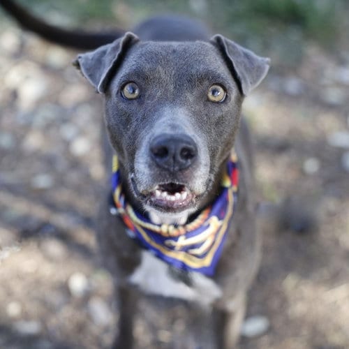Photo of Valkyrie, adoptable American Staffordshire Terrier in San Antonio, Texas