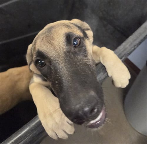 Photo of Valerie, adoptable German Shepherd Dog in Phoenix, Arizona