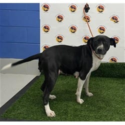 Photo of Adela, adoptable Mixed Breed (Medium) in Land O'Lakes, Florida