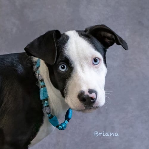 Photo of Briana, adoptable Terrier in Hot Springs Village, Arkansas