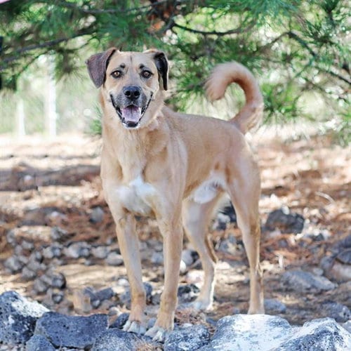Photo of Ben, adoptable Labrador Retriever in Albuquerque, New Mexico