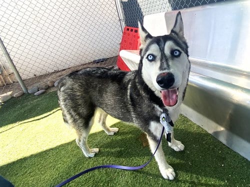 Photo of Tulip, adoptable Siberian Husky in Phoenix, Arizona