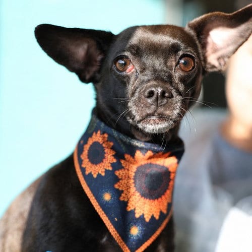 Photo of Sweetpea, adoptable Chihuahua in San Antonio, Texas
