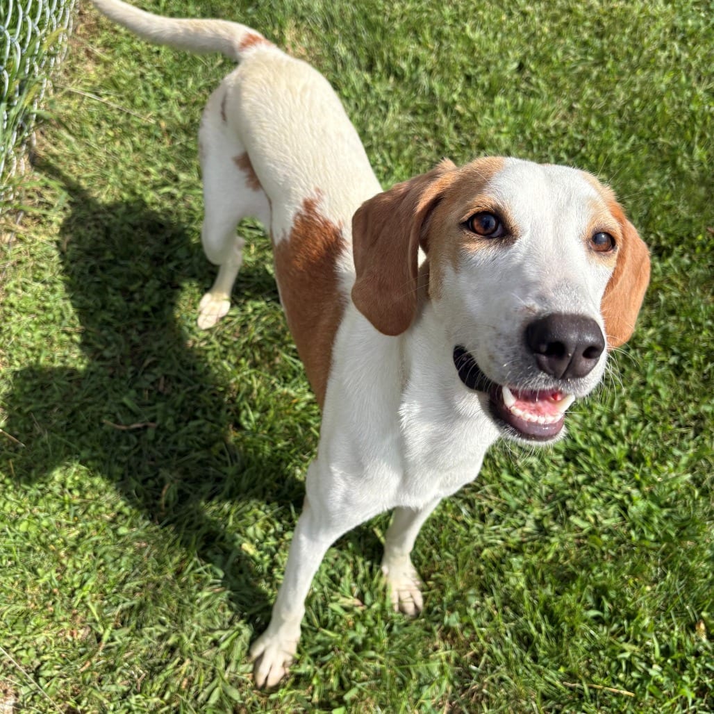 Photo of Daisy, adoptable Hound in East Hanover, New Jersey