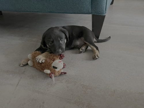 Photo of Percent, adoptable Shepherd in Phoenix, Arizona