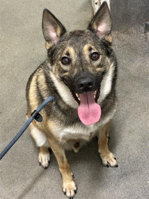 Photo of Fives, adoptable German Shepherd Dog in Forestville, Maryland