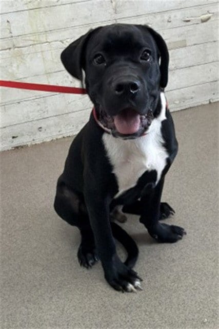 Photo of Reptar, adoptable Cane Corso Mastiff in San Bernardino, California