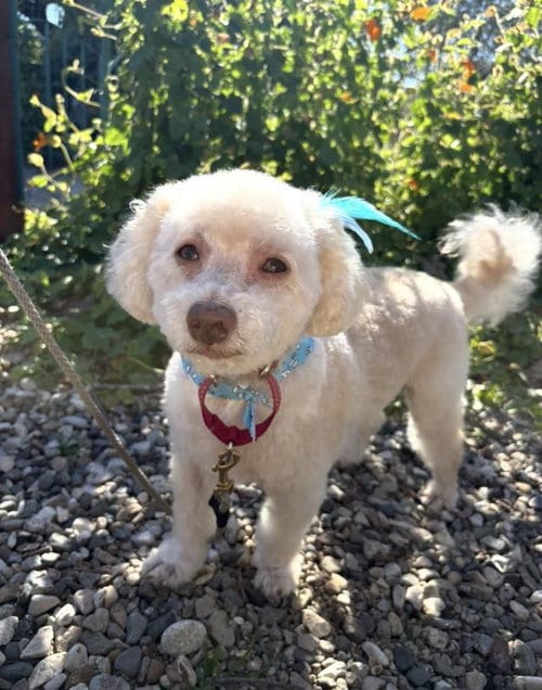 Photo of Chucky, adoptable Poodle (Toy) in Santa Maria, California