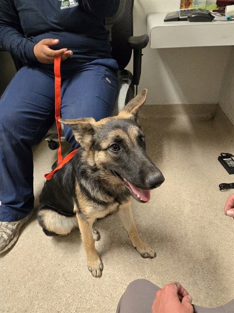 Photo of Shelly, adoptable German Shepherd Dog in Bakersfield, California