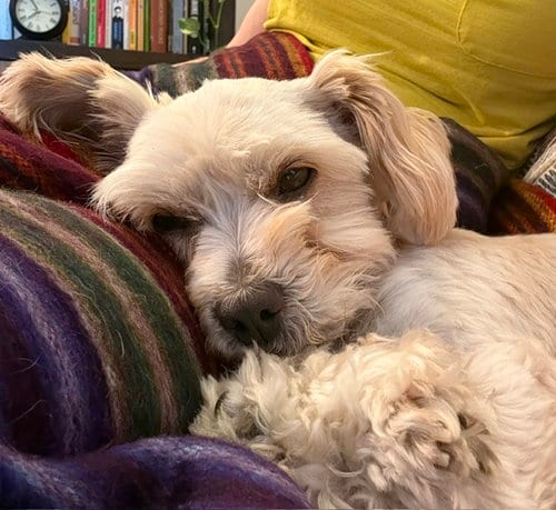 Photo of Gidget, adoptable Maltese in Bellevue, Washington
