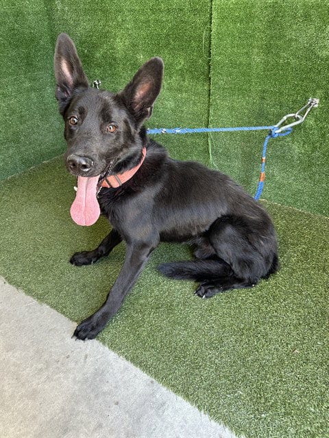 Photo of David, adoptable German Shepherd Dog in Lancaster, California