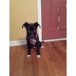 Photo of Shamba, adoptable Mixed Breed (Medium) in Baton Rouge, Louisiana