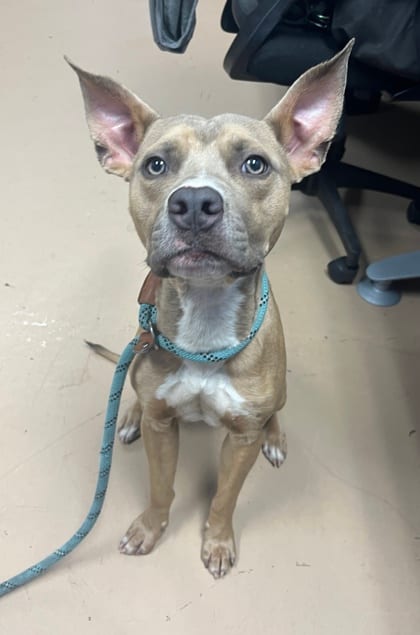 Photo of Solo Tenny, adoptable dog in Chamblee, Georgia
