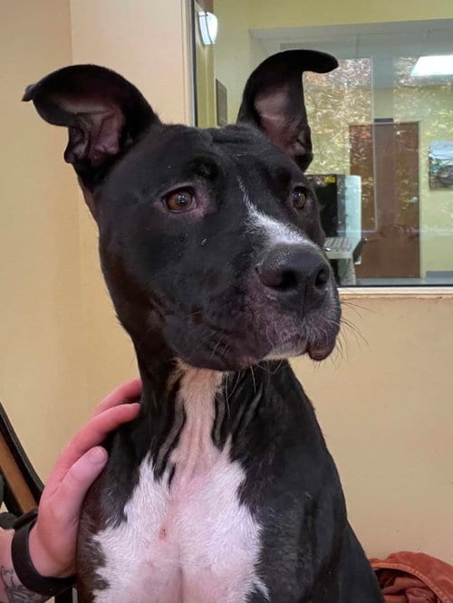 Photo of June, adoptable Pit Bull Terrier in Low Moor, Virginia